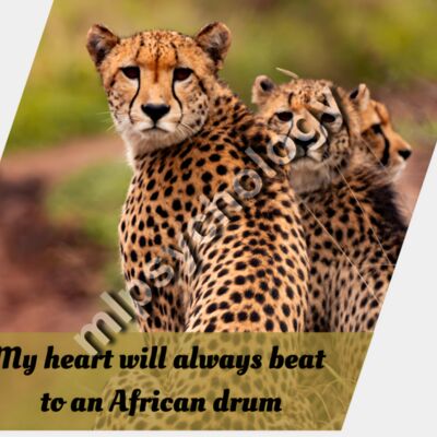 Savannah Rhythm (Cheetah) Thumbnail