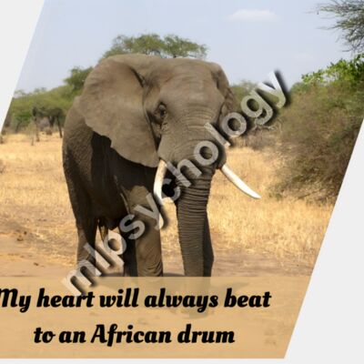 Savannah Rhythm (Elephant) Thumbnail